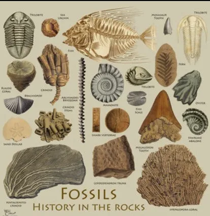 Fossil Guide T-Shirt